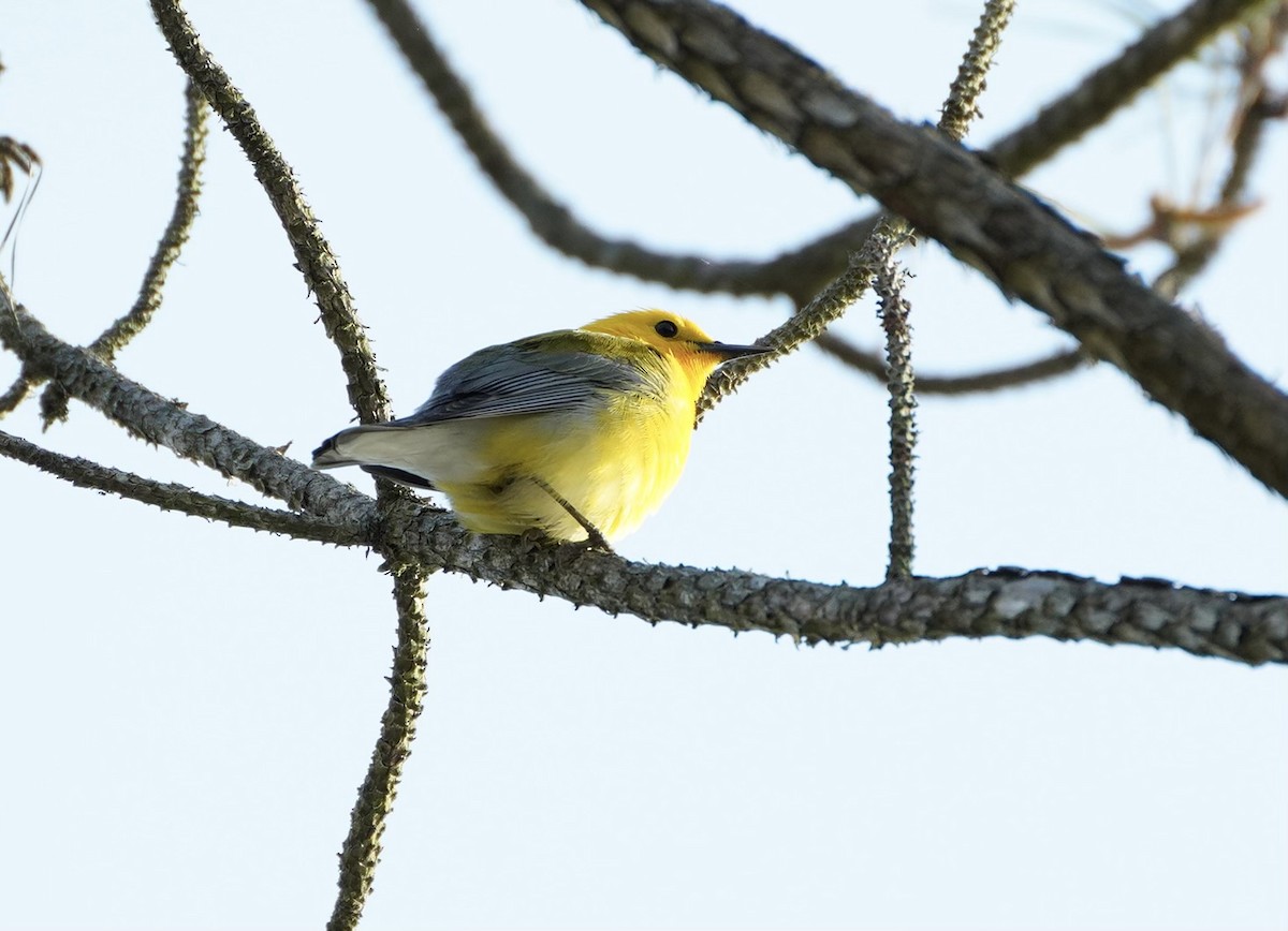 Prothonotary Warbler - ML617146268