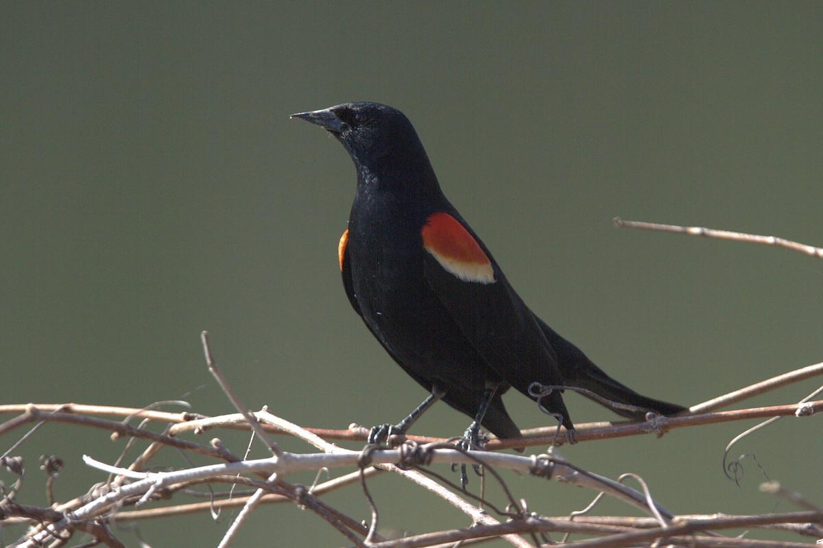 Red-winged Blackbird - Murray Shields