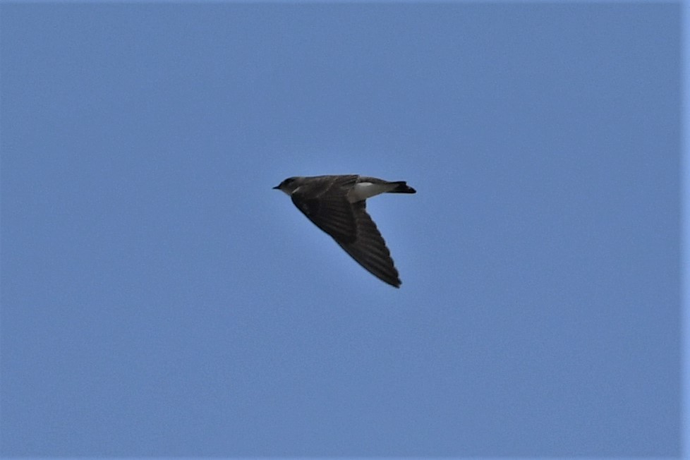 Golondrina Aserrada - ML617146301