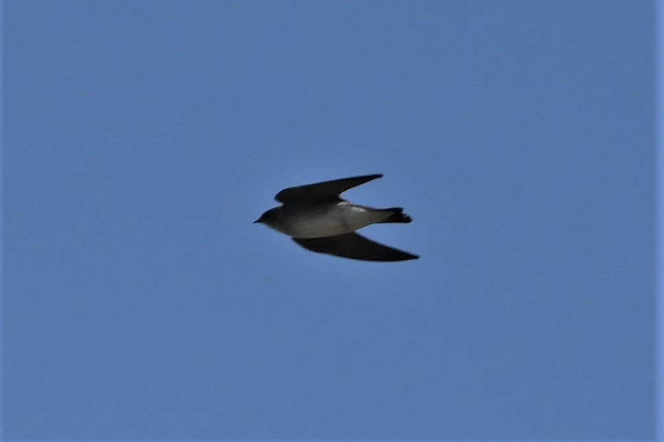 Golondrina Aserrada - ML617146303