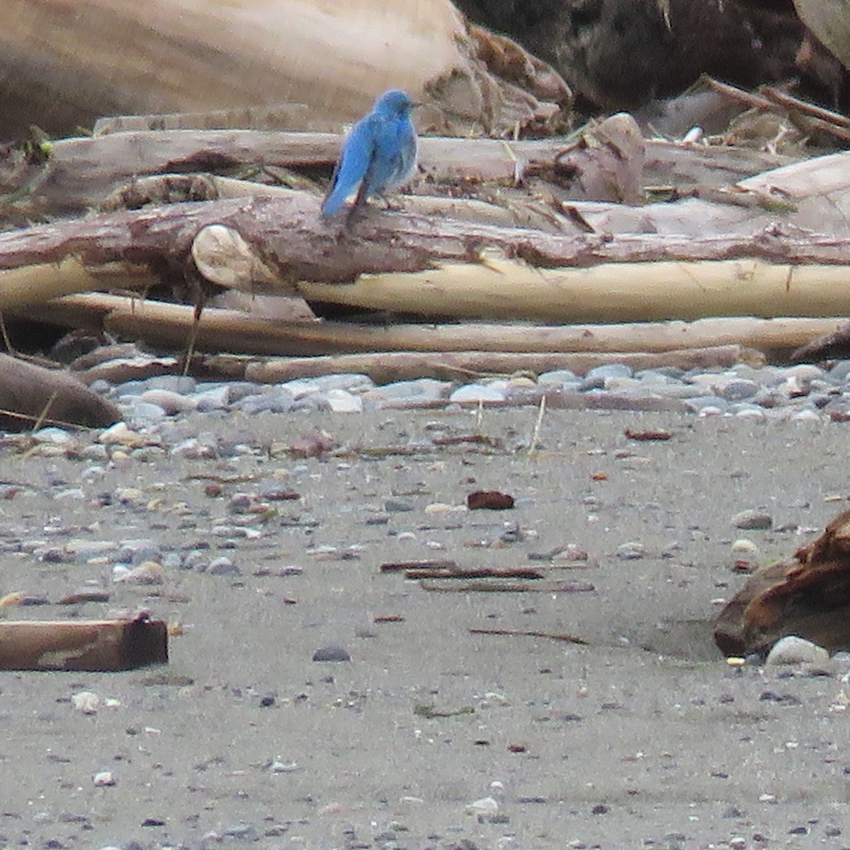 Mountain Bluebird - ML617146322