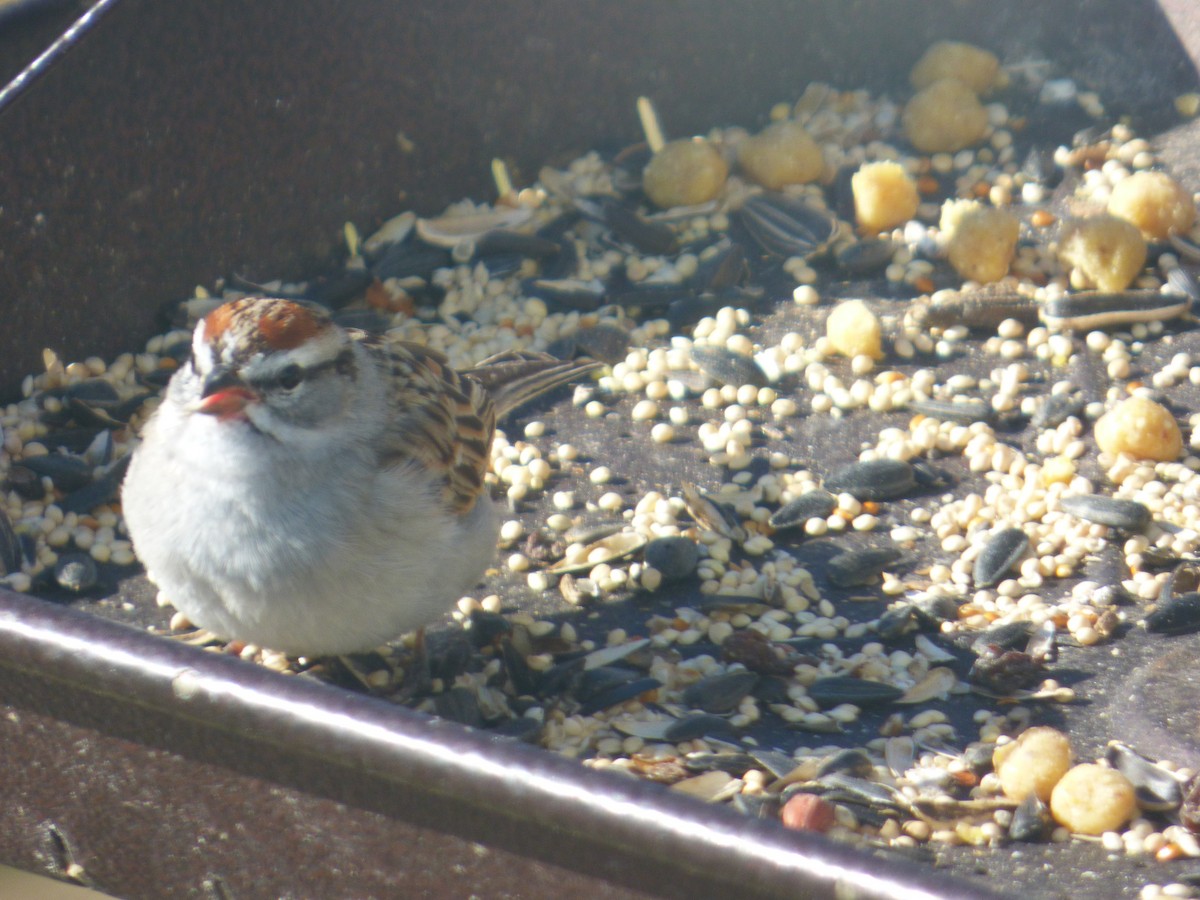 Chipping Sparrow - Jennifer Popenhagen