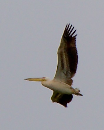 pelikán bílý - ML617146356