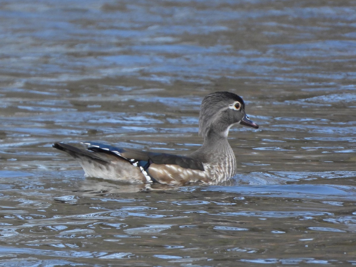 Wood Duck - ML617146390