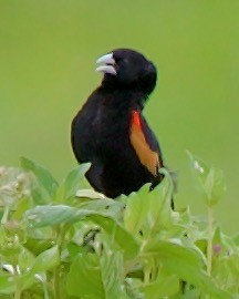 Fan-tailed Widowbird - ML617146396