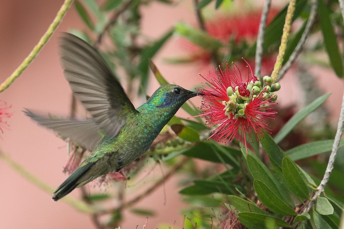 Mexican Violetear - ML617146411