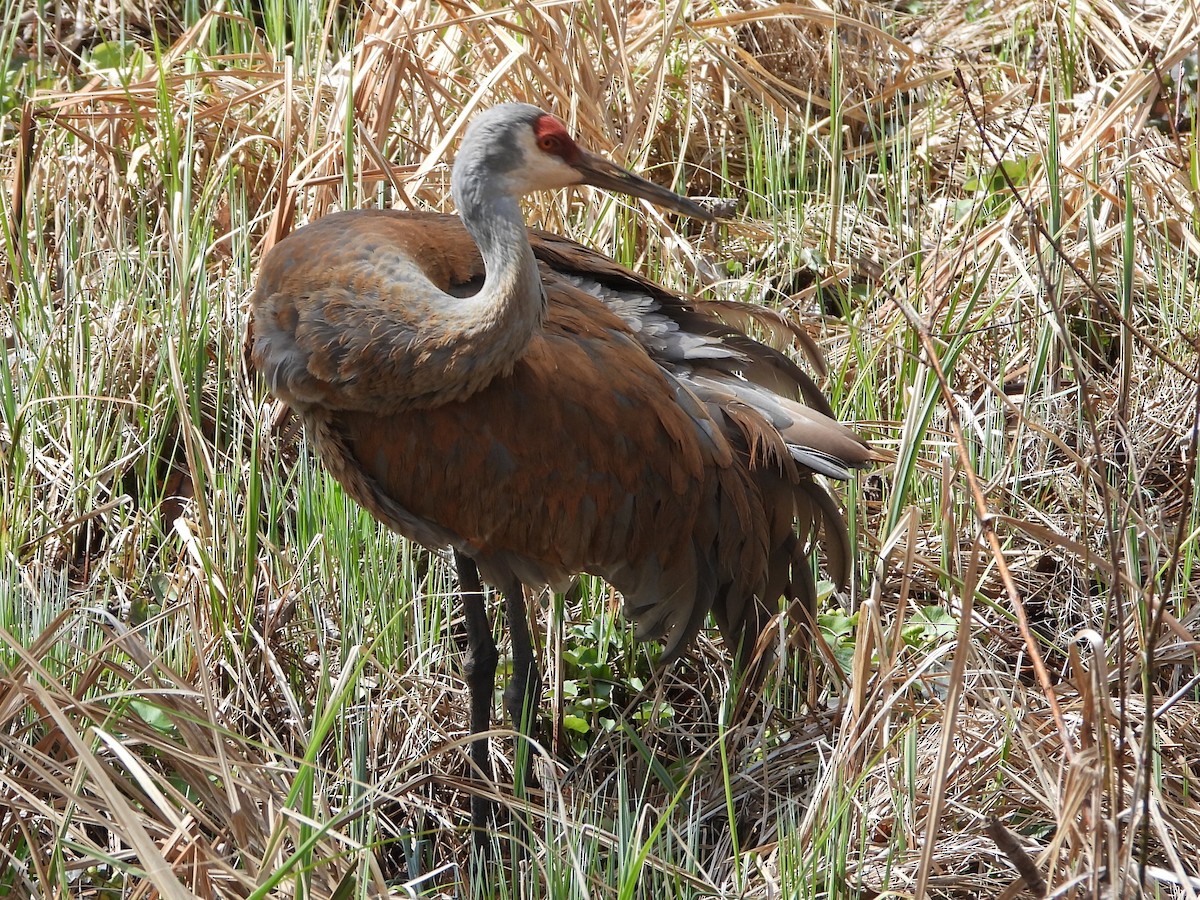 Sandhill Crane - ML617146431