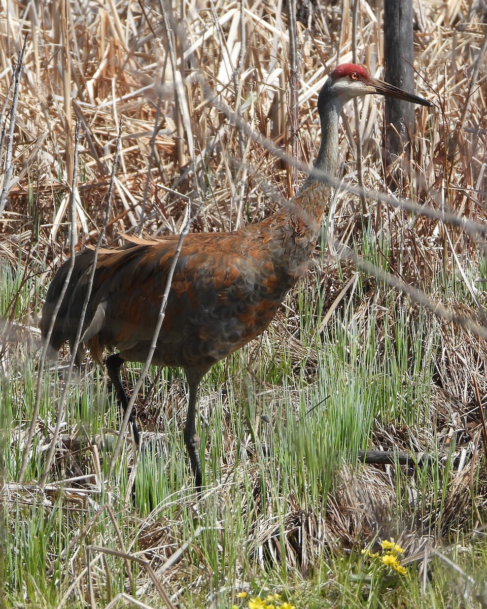 Sandhill Crane - Constance Griner