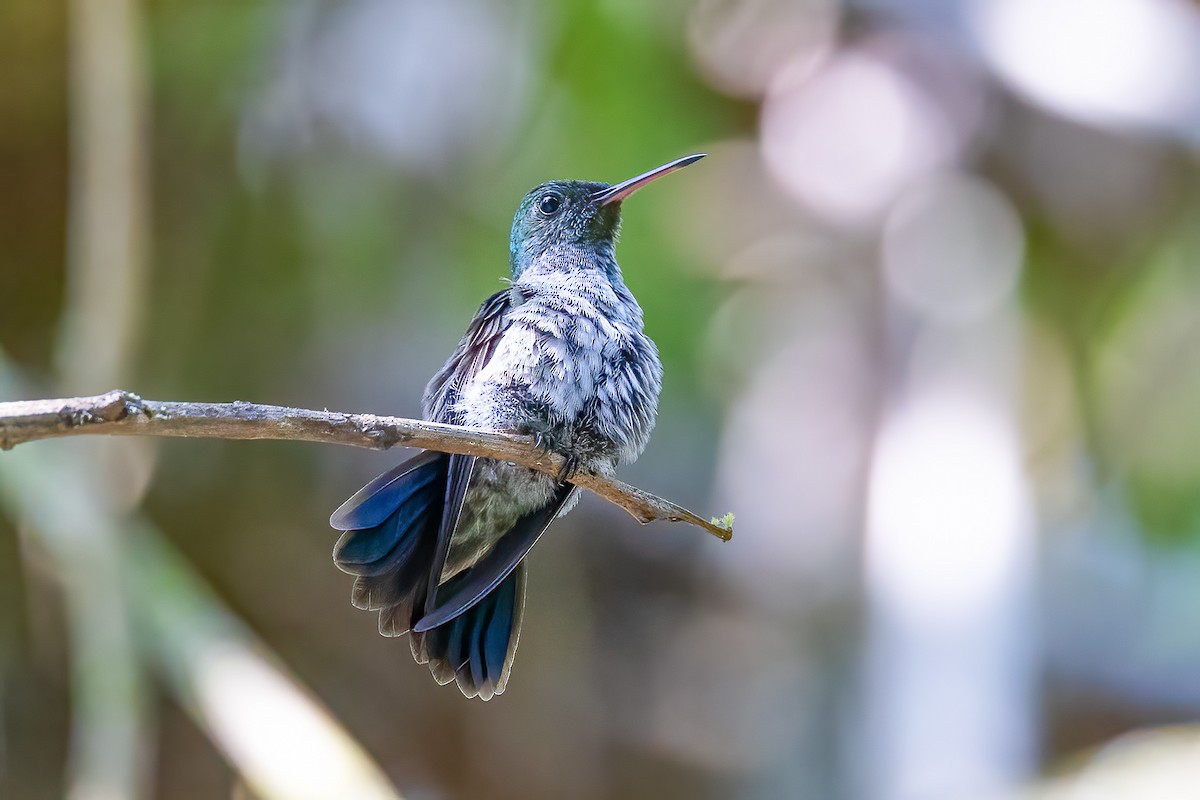 Blue-chested Hummingbird - ML617146475