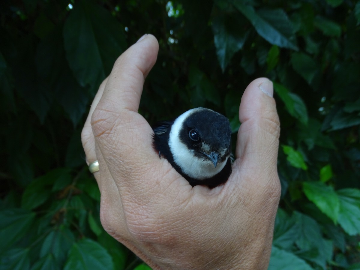 Lesser Swallow-tailed Swift - ML617146488