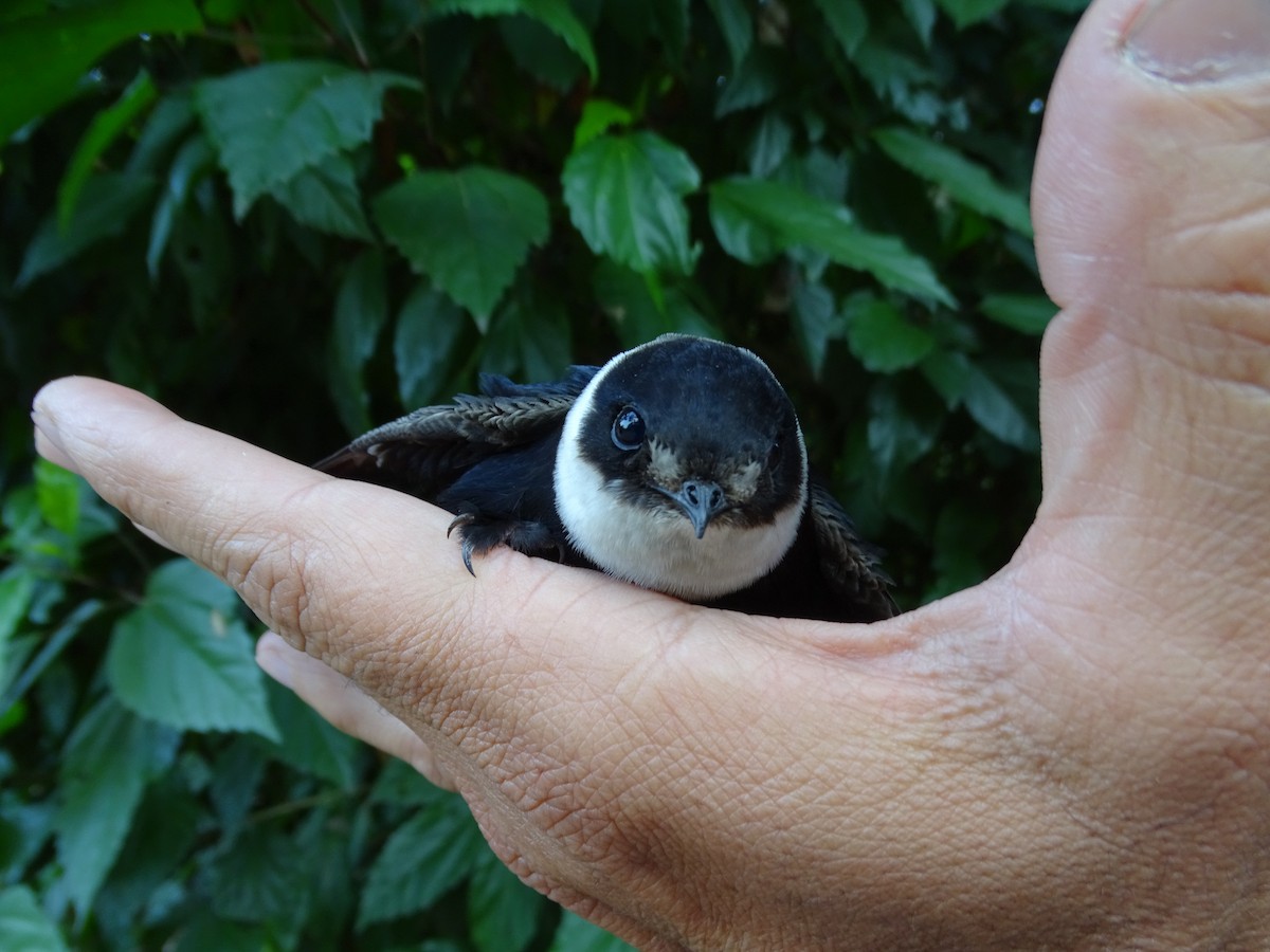 Lesser Swallow-tailed Swift - ML617146489