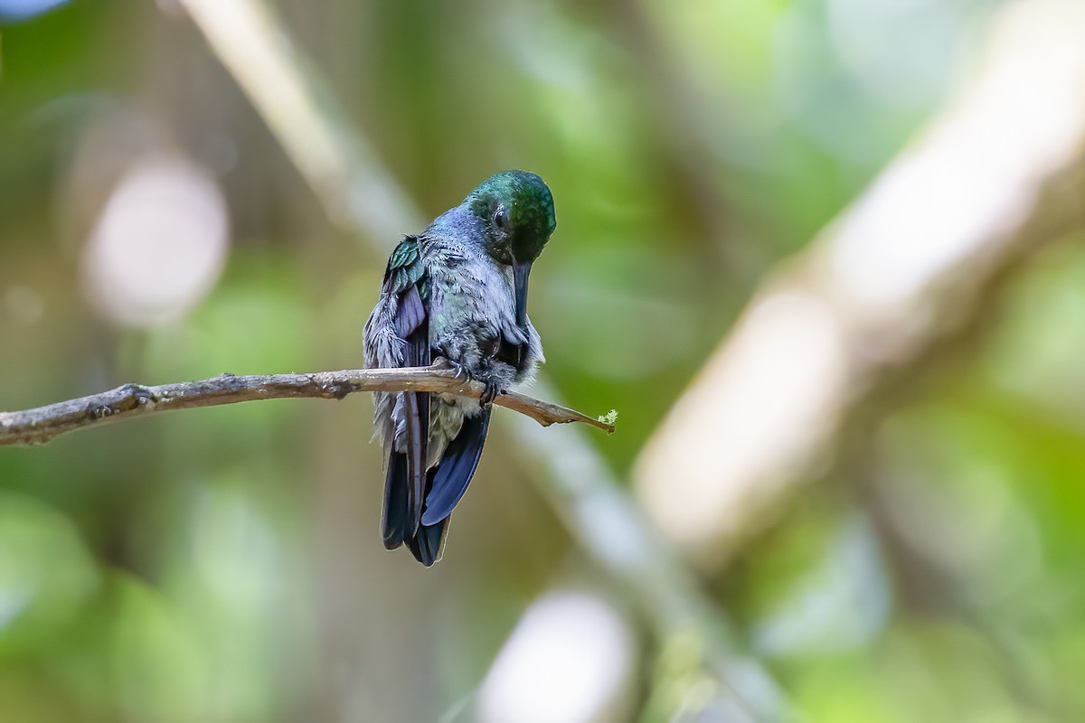 Blue-chested Hummingbird - ML617146498