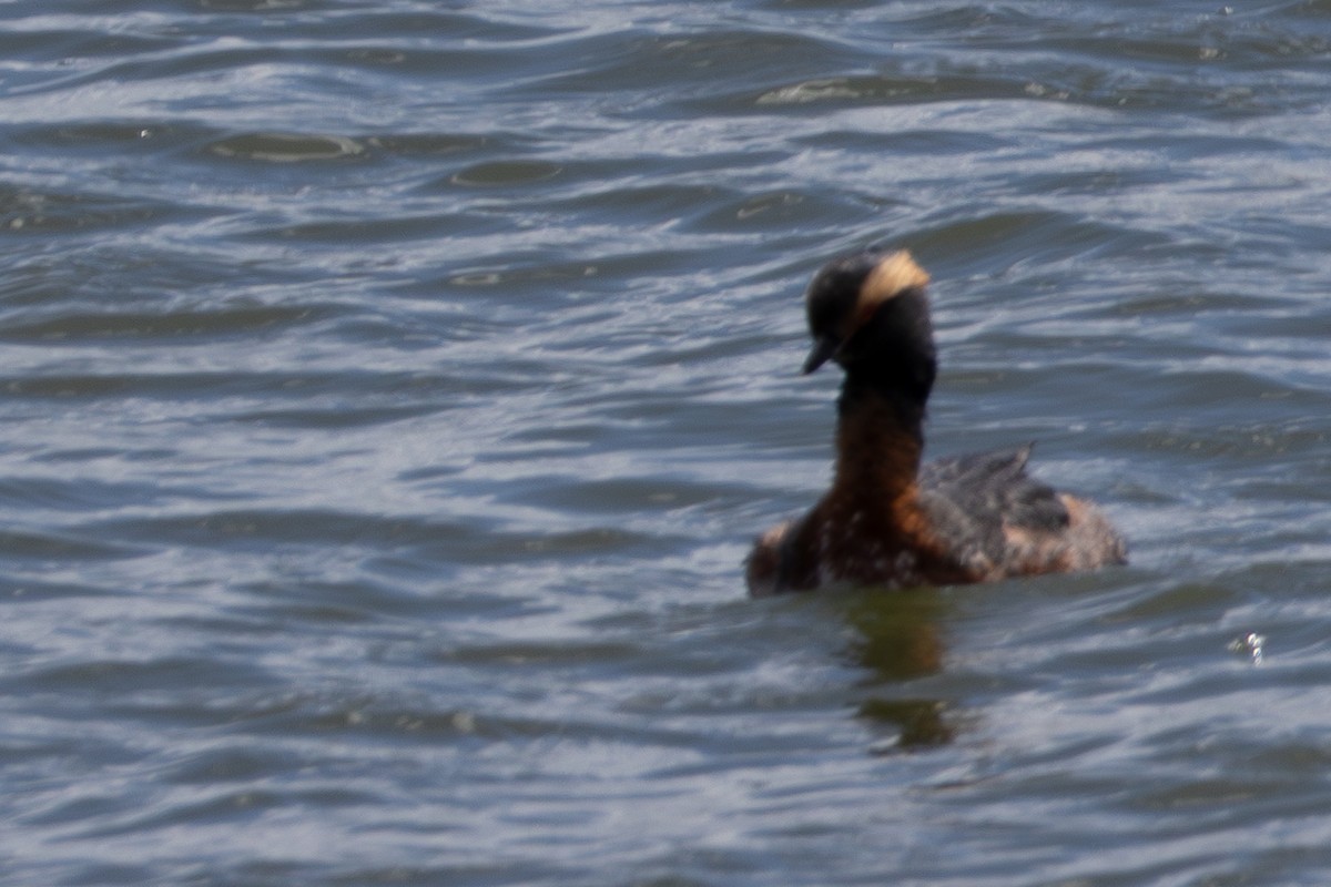 Horned Grebe - ML617146537