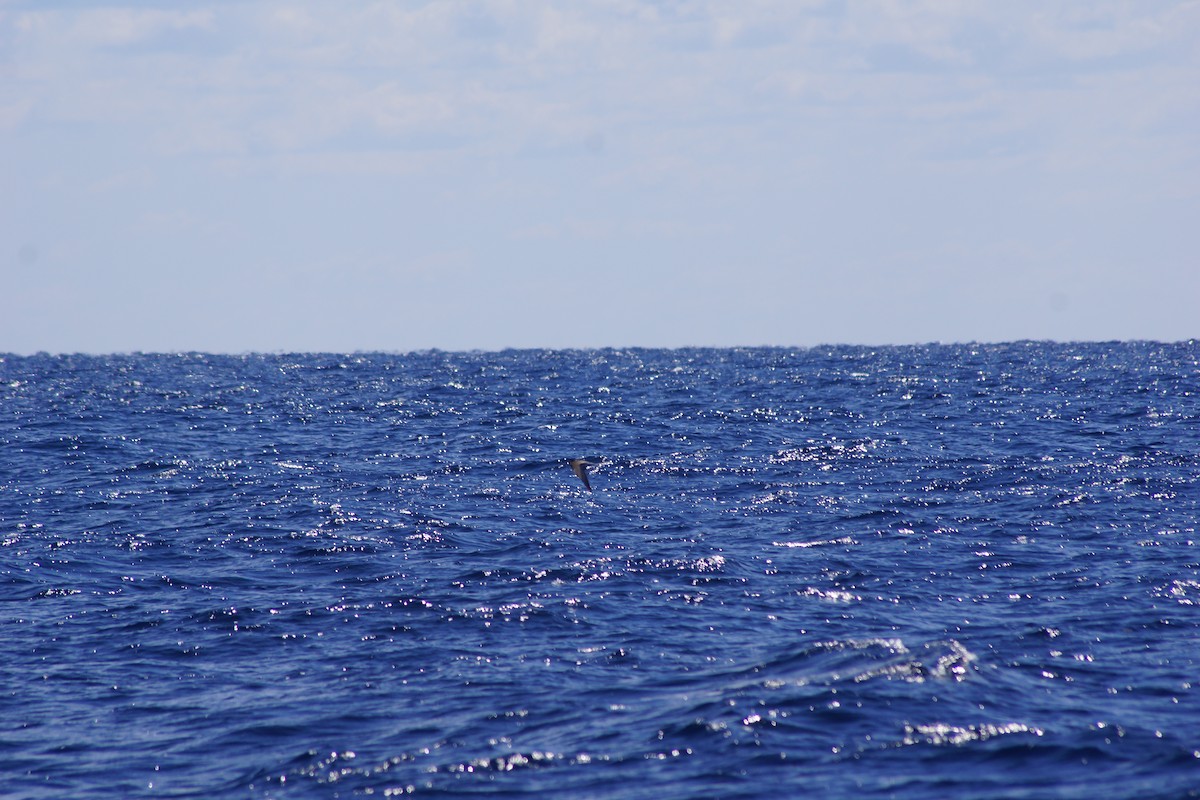 Seeschwalbe, unbestimmt - ML617146543