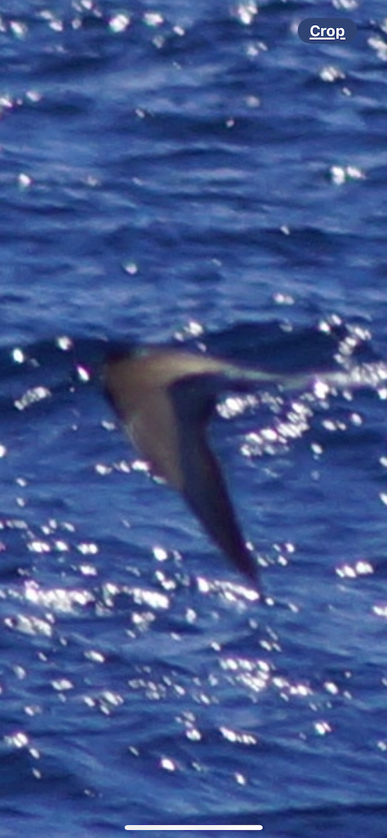 Seeschwalbe, unbestimmt - ML617146544