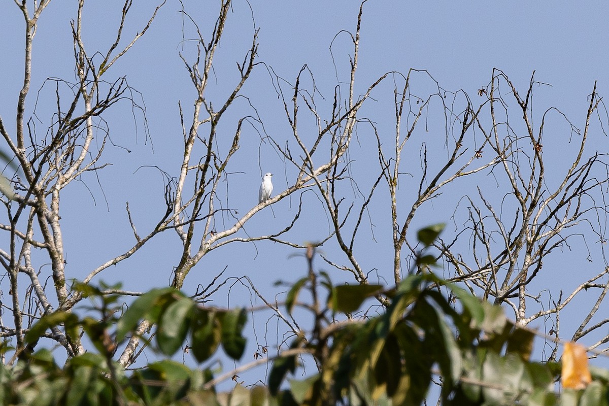 Snowy Cotinga - Chris S. Wood