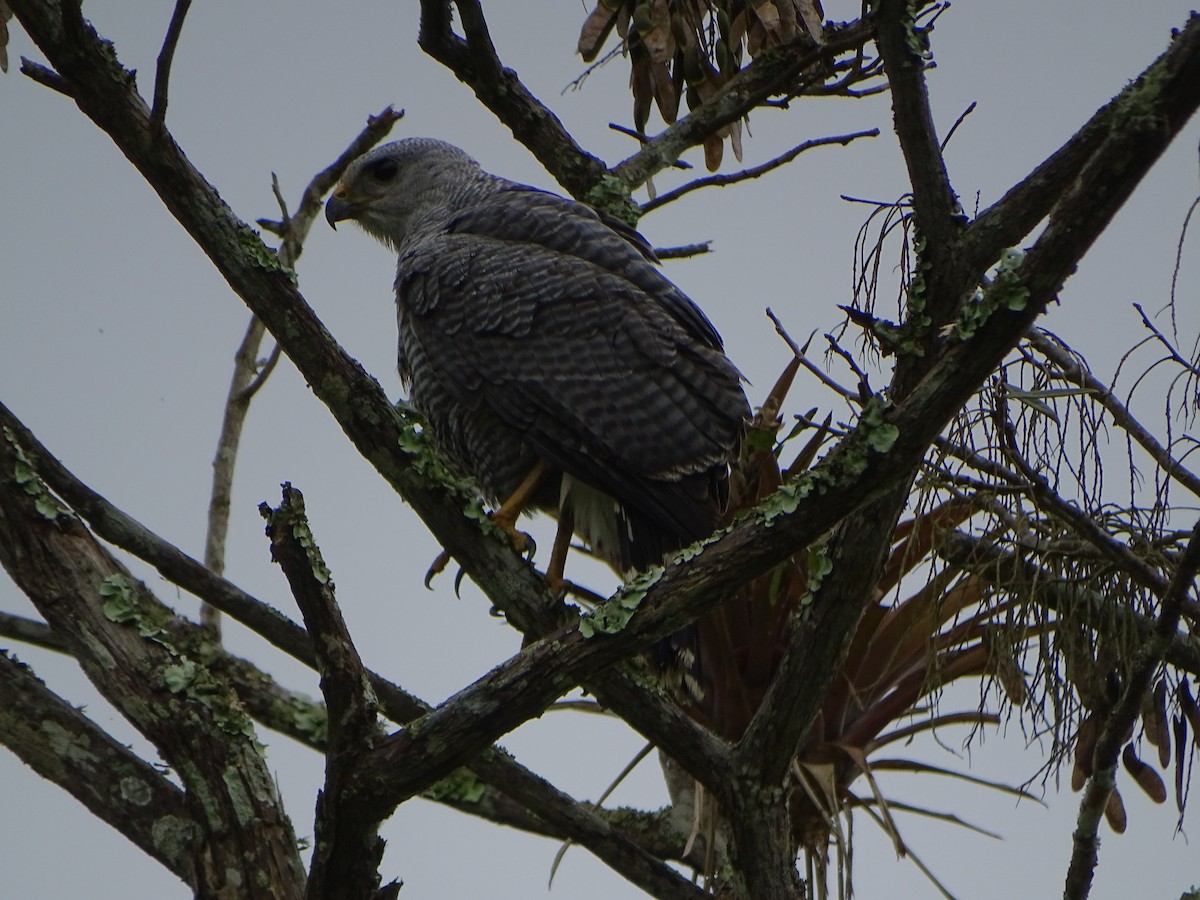 Gray-lined Hawk - ML617146565