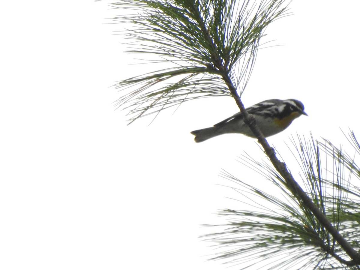 Yellow-throated Warbler - ML617146597