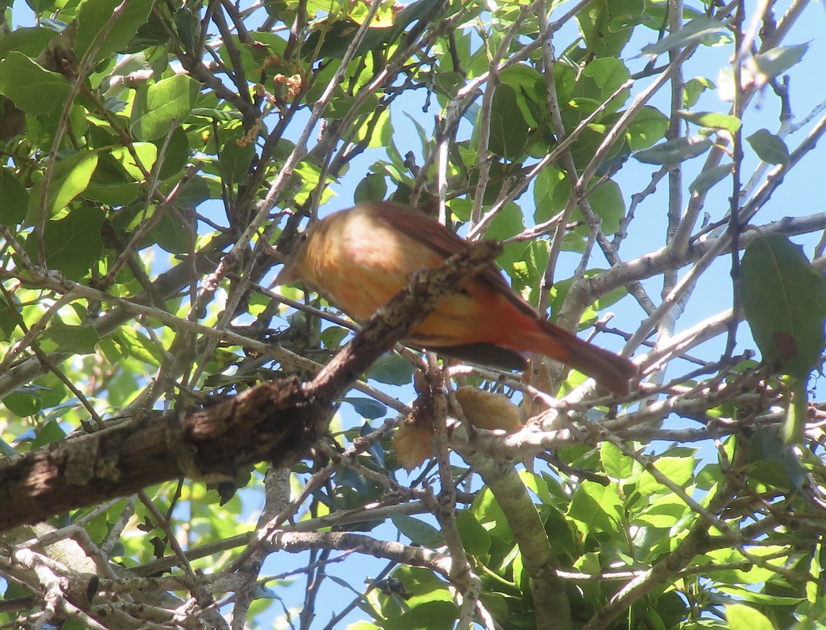 Summer Tanager - ML617146645