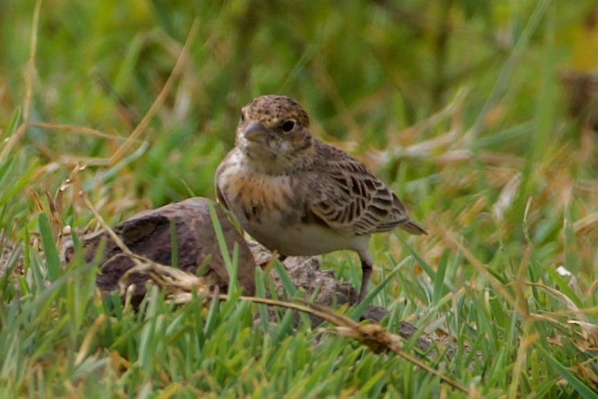 Fischer's Sparrow-Lark - ML617146652