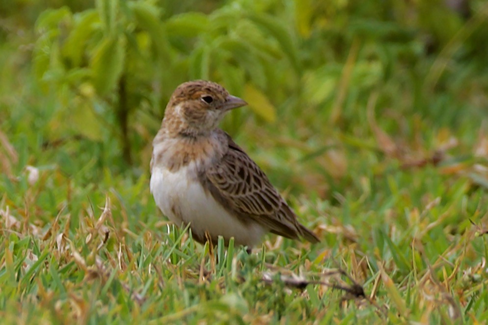 Fischer's Sparrow-Lark - ML617146653