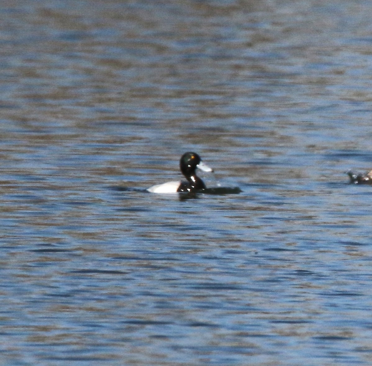 Greater Scaup - ML617146657