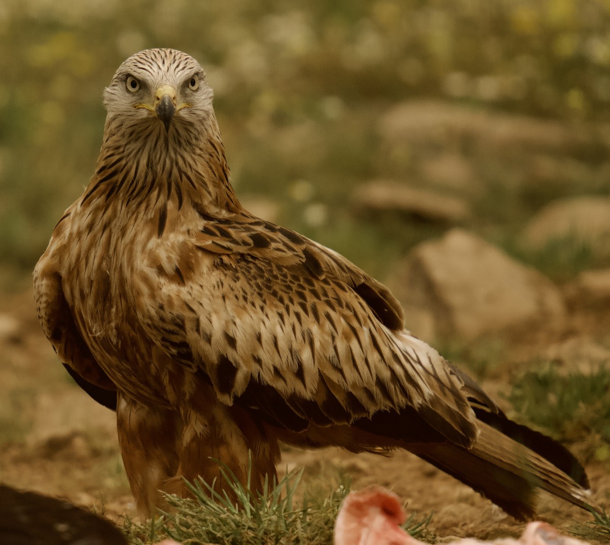 Red Kite - ML617146704