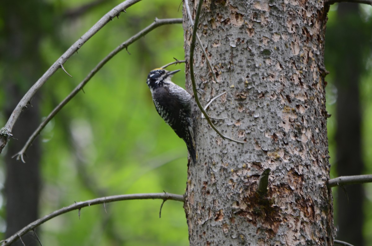 Pic à dos rayé - ML61714671