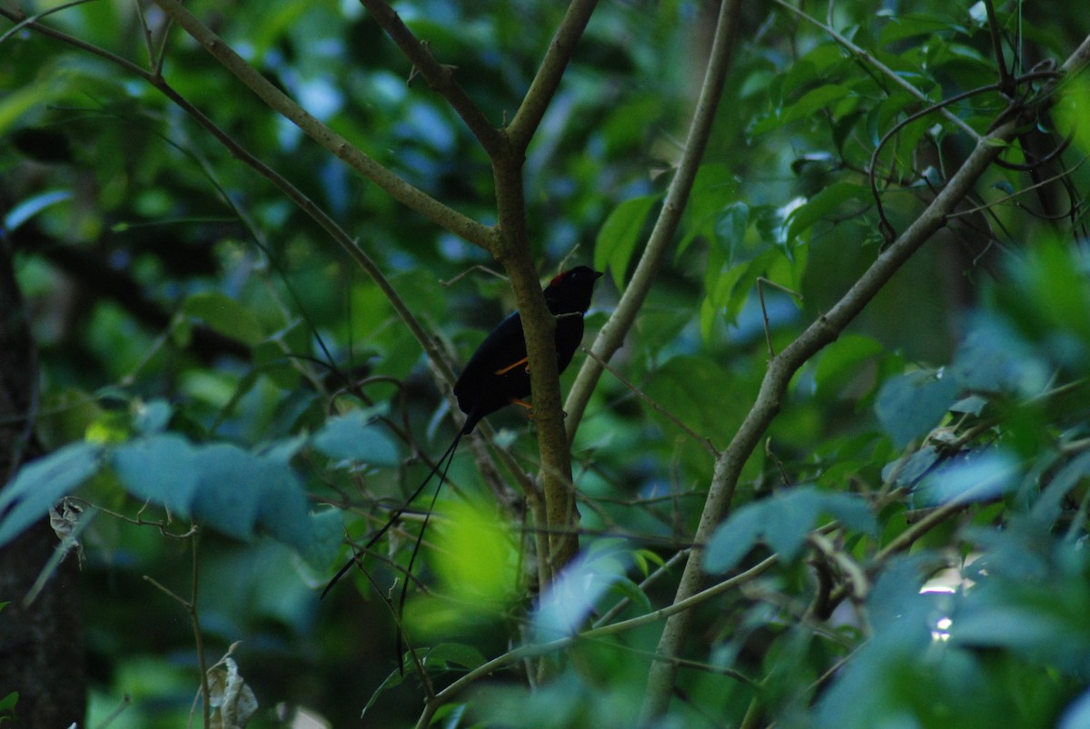 Long-tailed Manakin - ML617146734