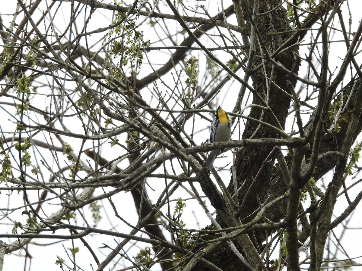 Yellow-throated Warbler - ML617146812