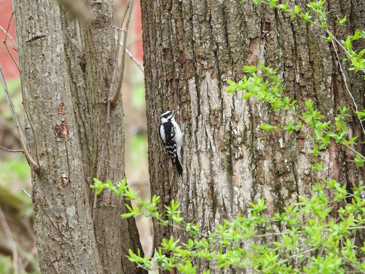 Downy Woodpecker - ML617146832