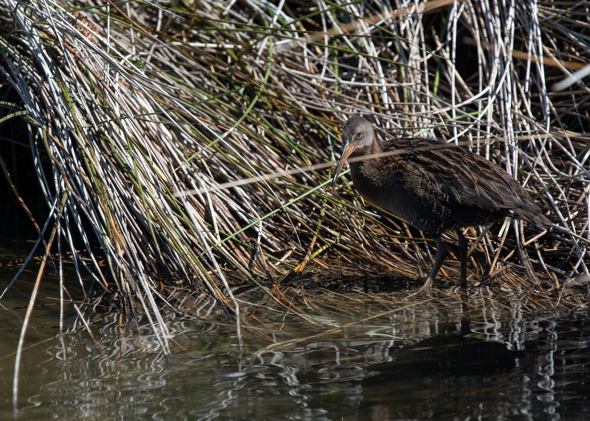 Virginia Rail - ML617146858