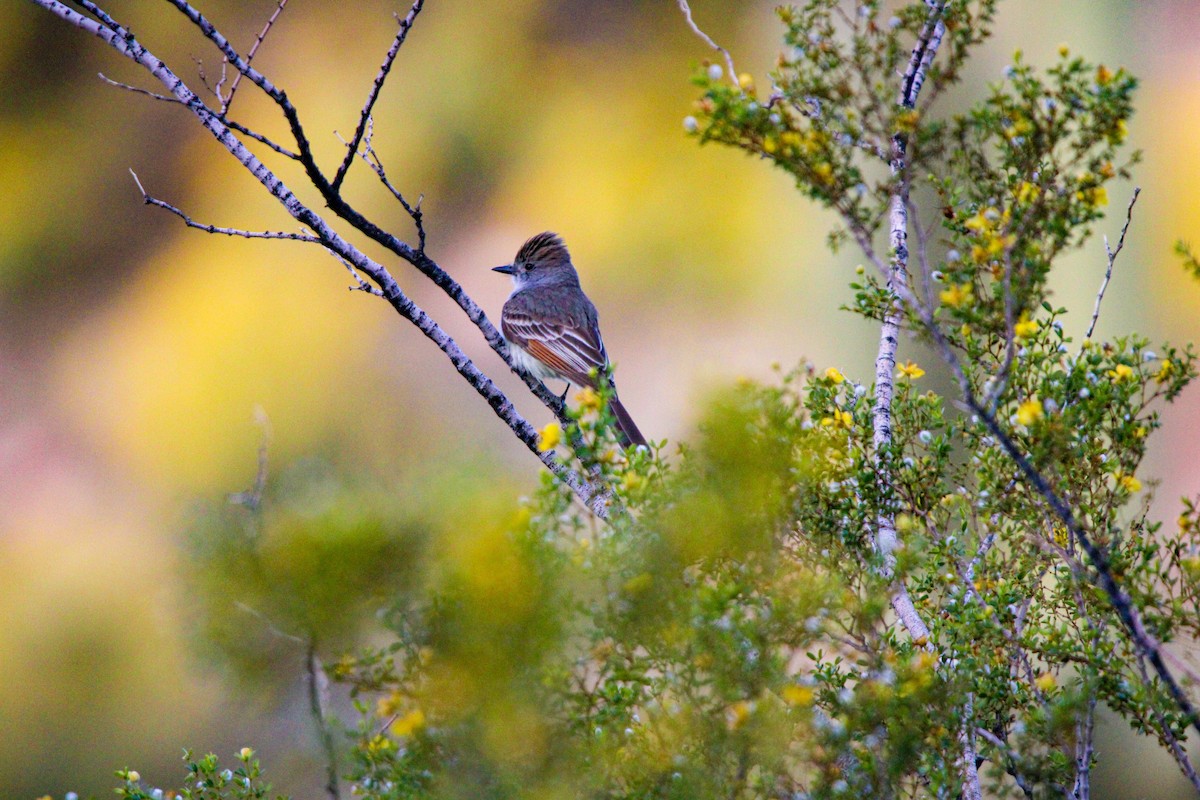 Ash-throated Flycatcher - Riley H