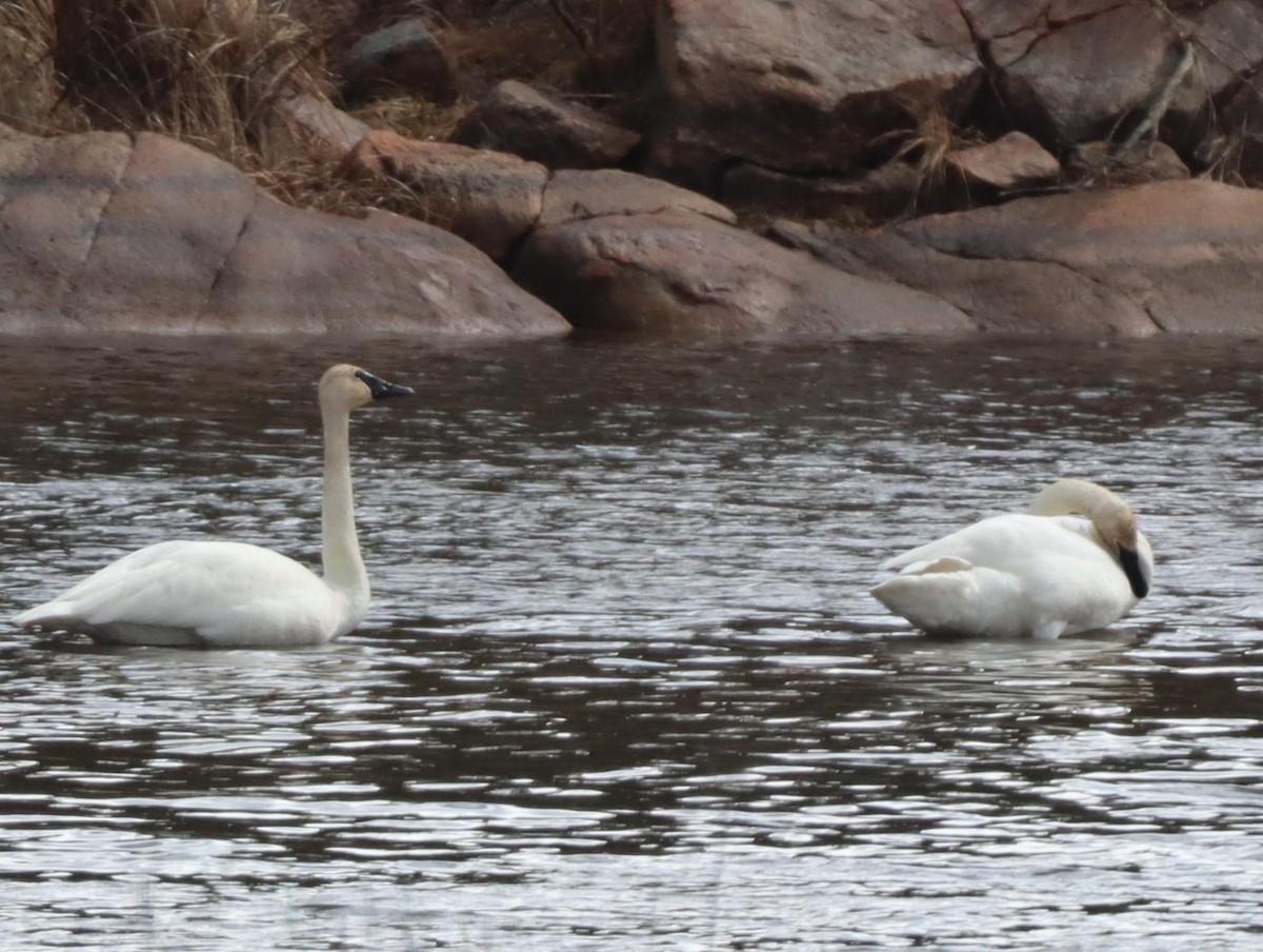 Trumpeter Swan - ML617146892