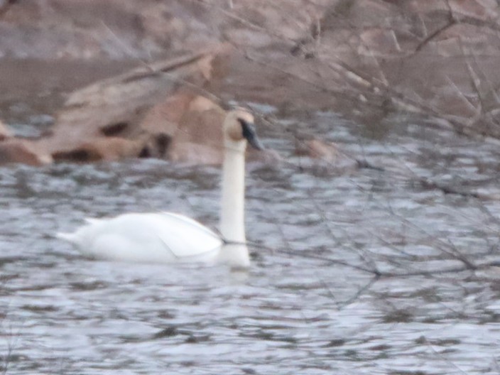 Trumpeter Swan - ML617146894