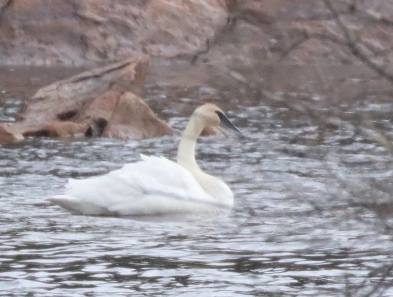 Trumpeter Swan - ML617146895