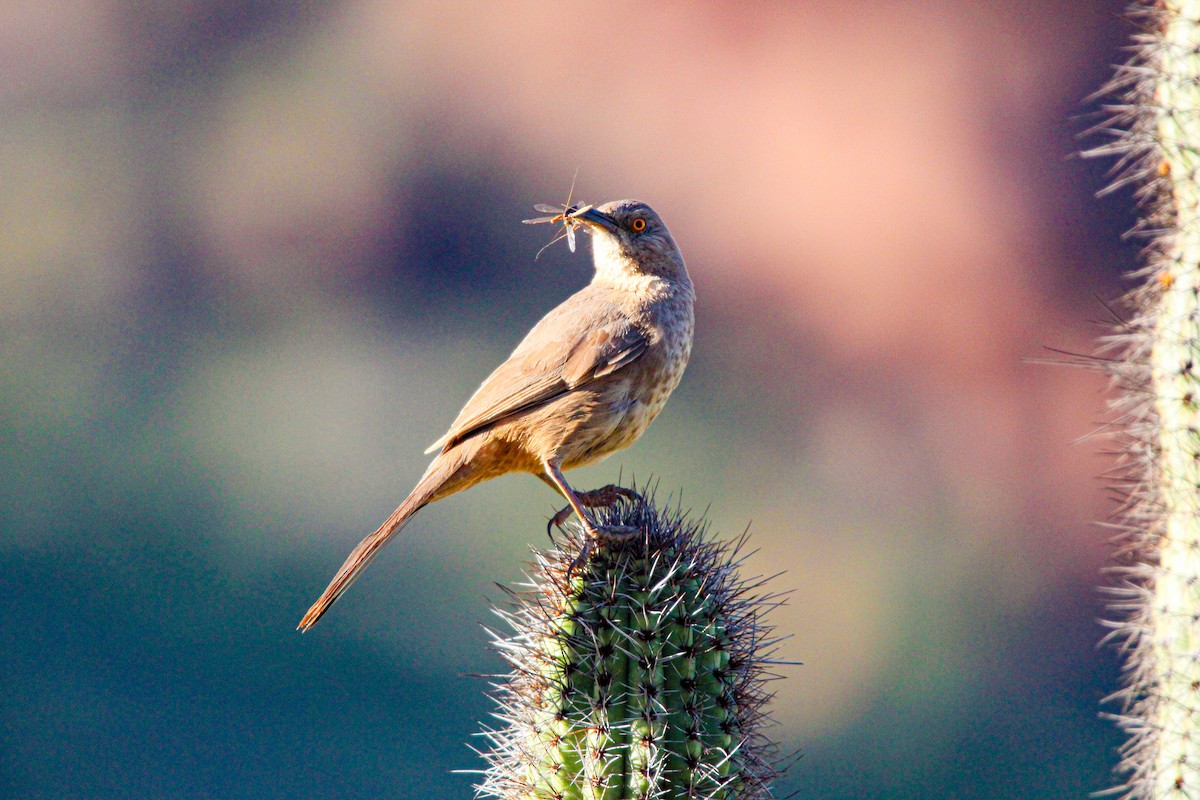 Curve-billed Thrasher - Riley H