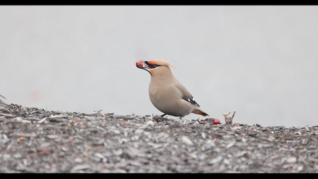 Bohemian Waxwing - ML617146927