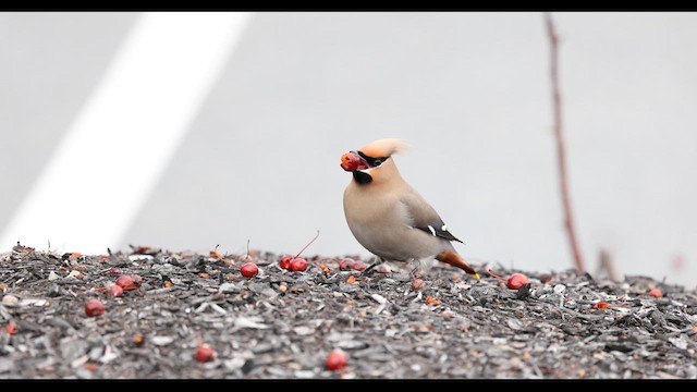 Bohemian Waxwing - ML617146930