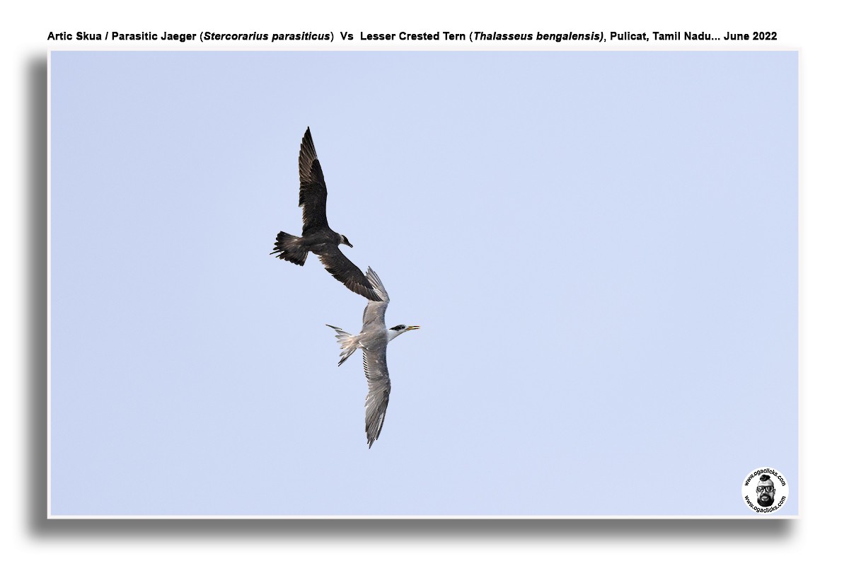 Lesser Crested Tern - ML617146939
