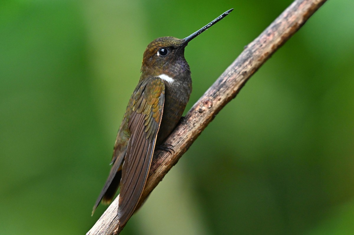 Brown Inca - Adrián Antonio Díaz