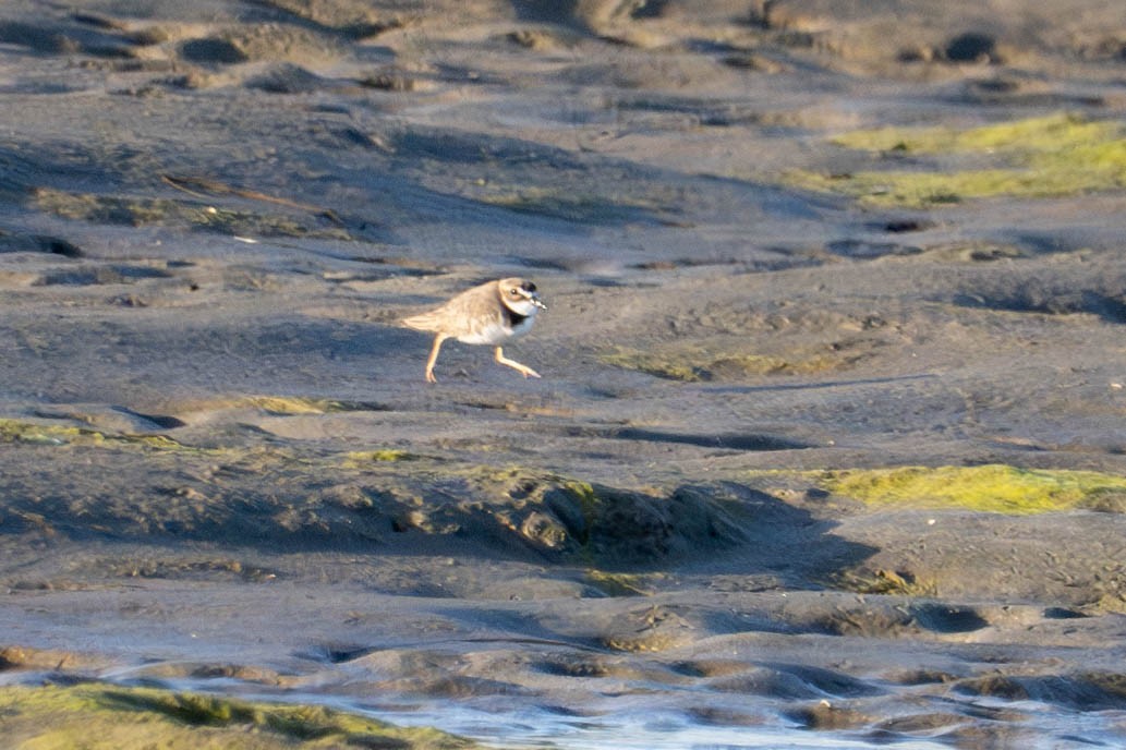 Wilson's Plover - ML617146973