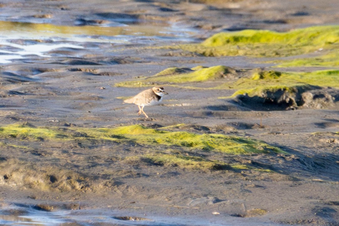 Wilson's Plover - ML617147021