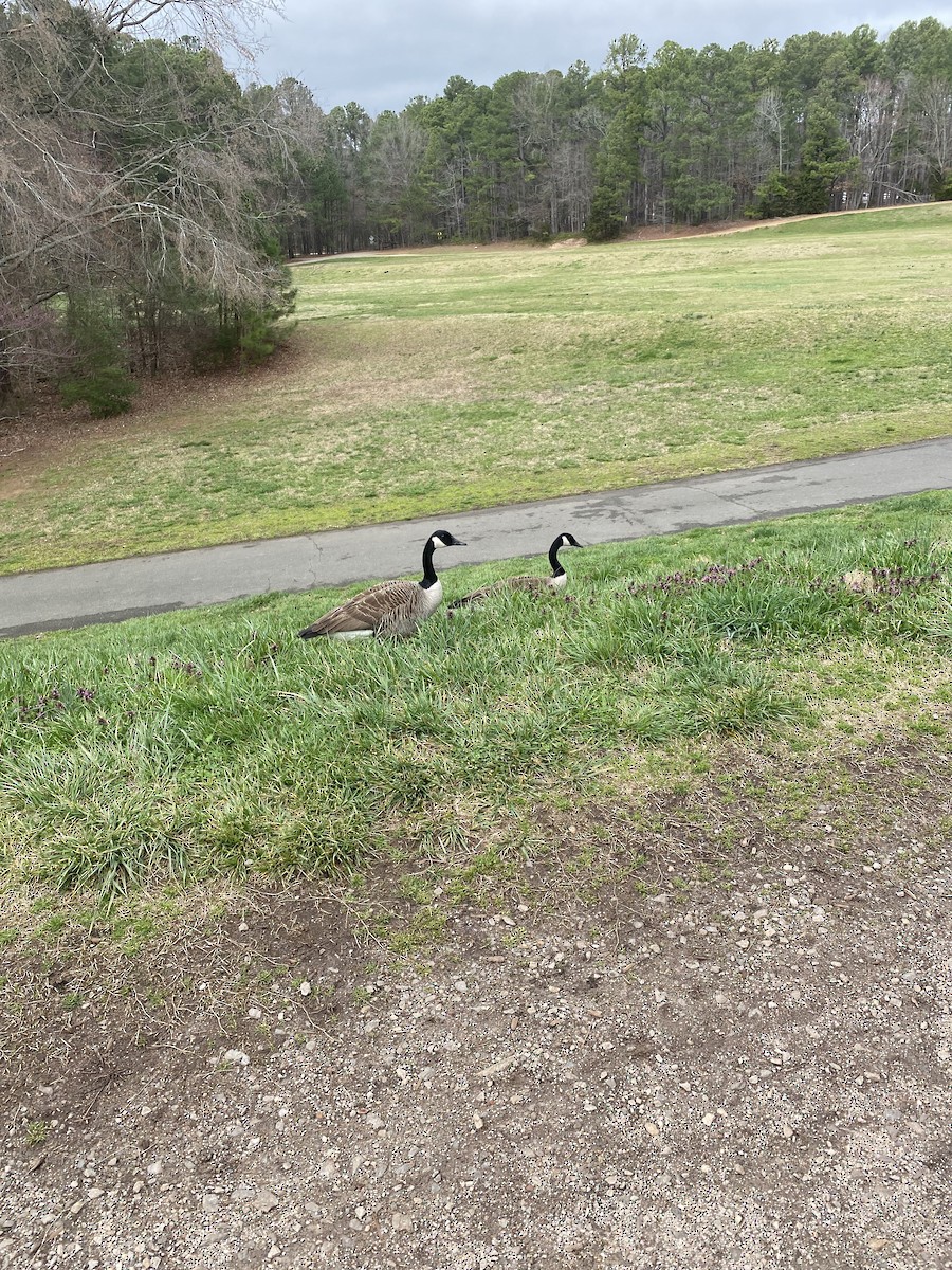 Canada Goose - ML617147076