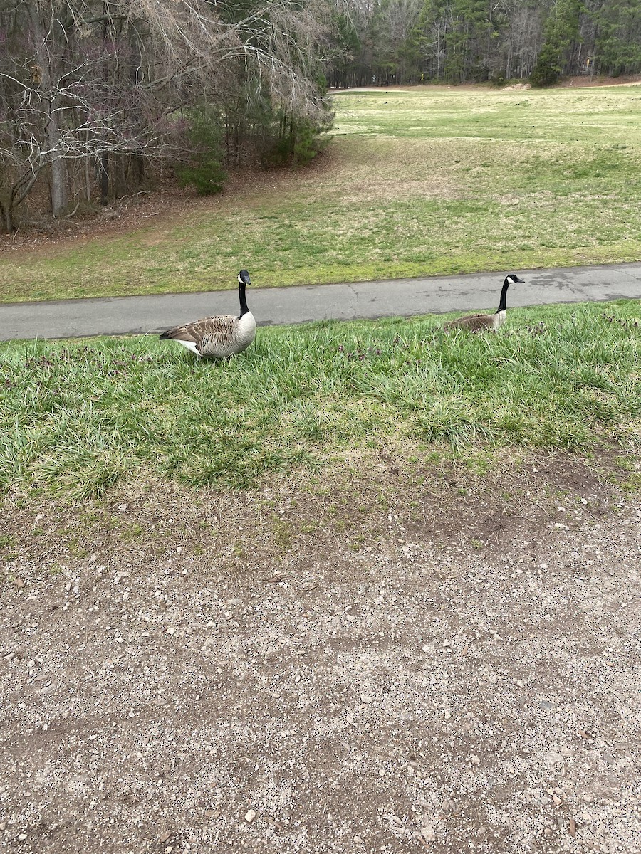 Canada Goose - ML617147078