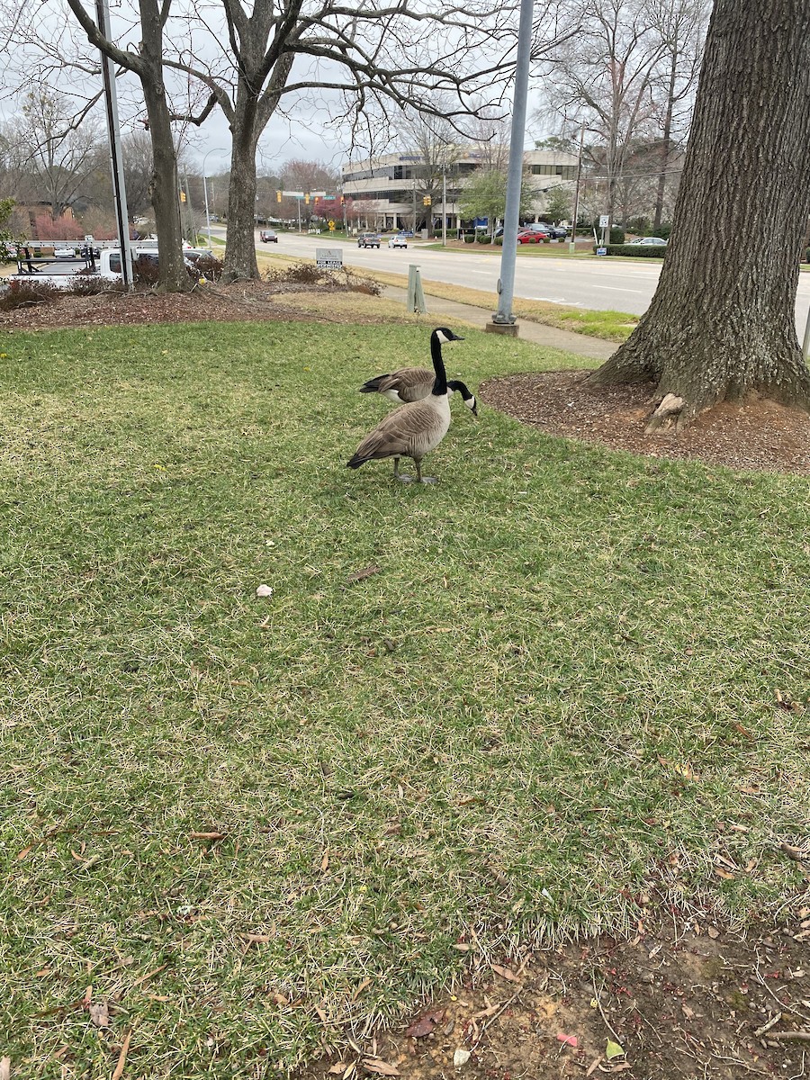 Canada Goose - ML617147079