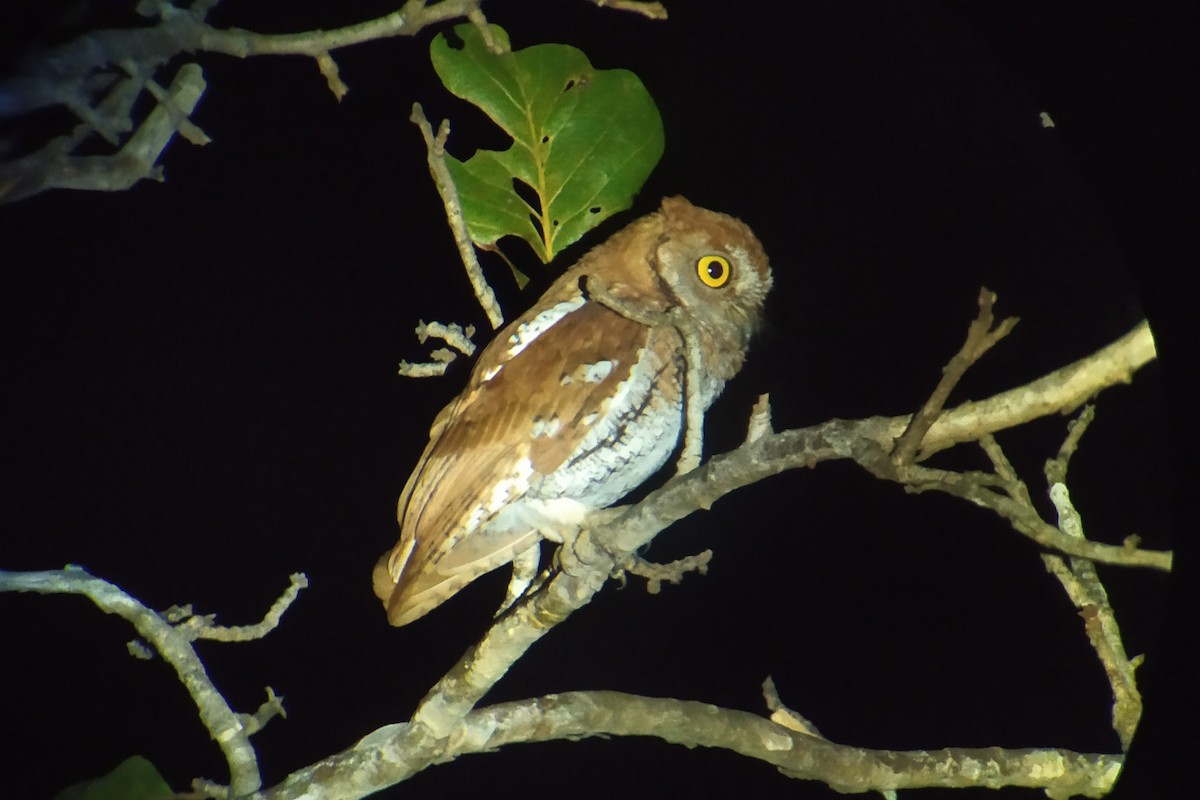 Oriental Scops-Owl - Alain Rouge