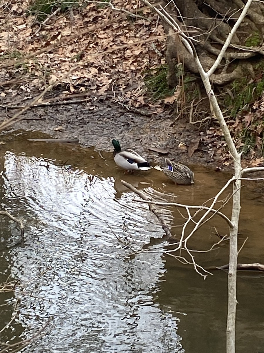 Canard colvert - ML617147114