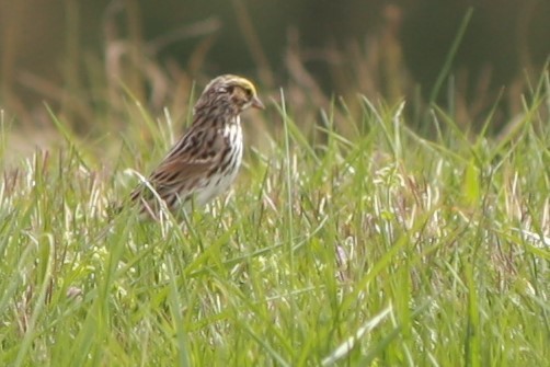 Savannah Sparrow - ML617147175