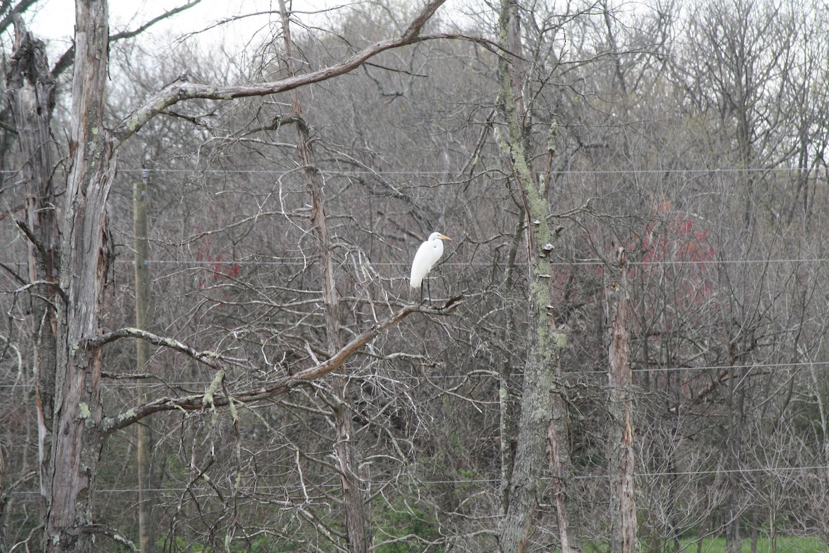 Great Egret - ML617147197